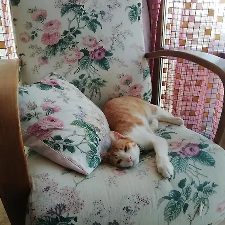 Green House Bogazici-dodo House Богазычи