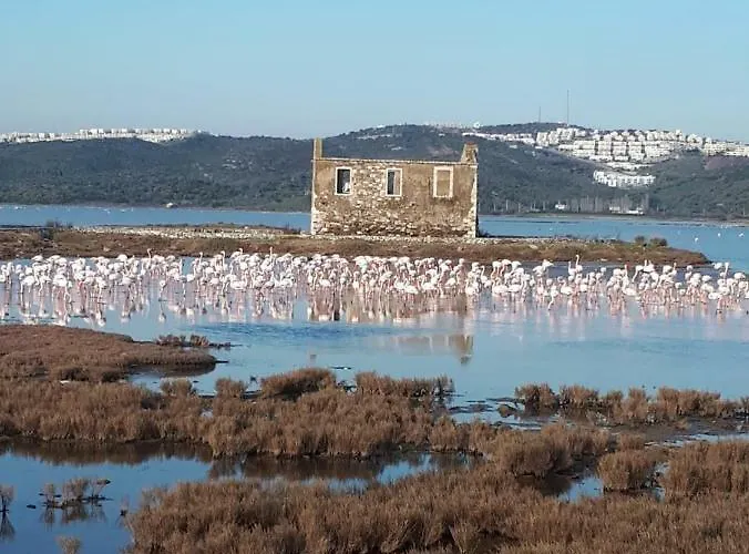 Green House Bogazici-dodo House * Bogazici