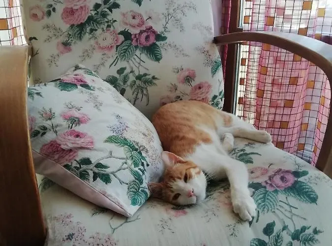 Green House Bogazici-dodo House Bogazici